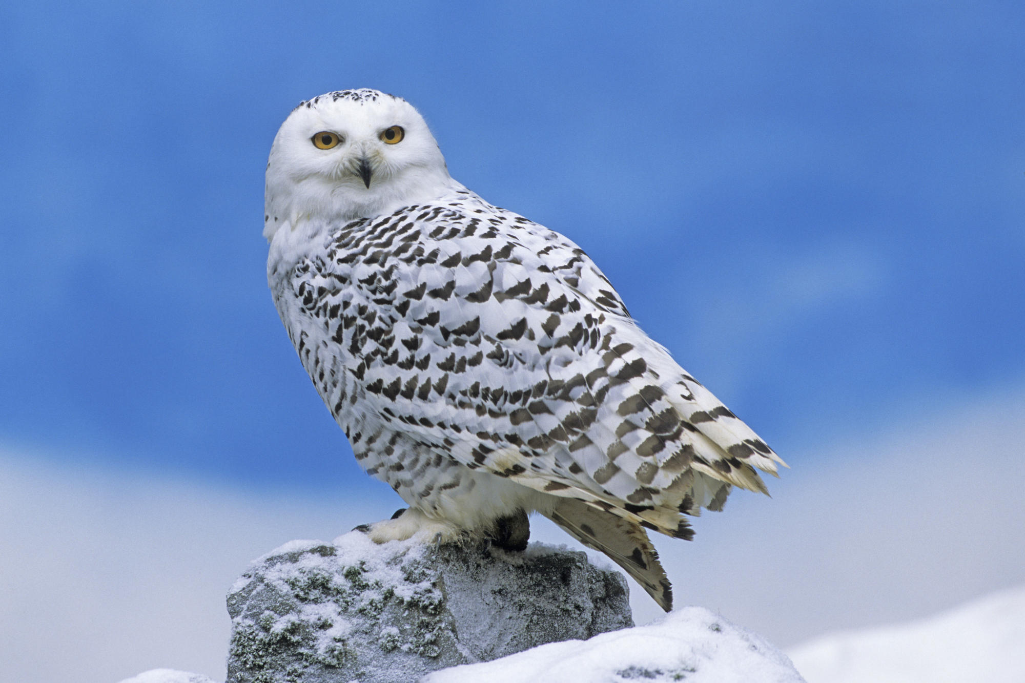 Snowy Owl Wallpapers HD Wallpapers