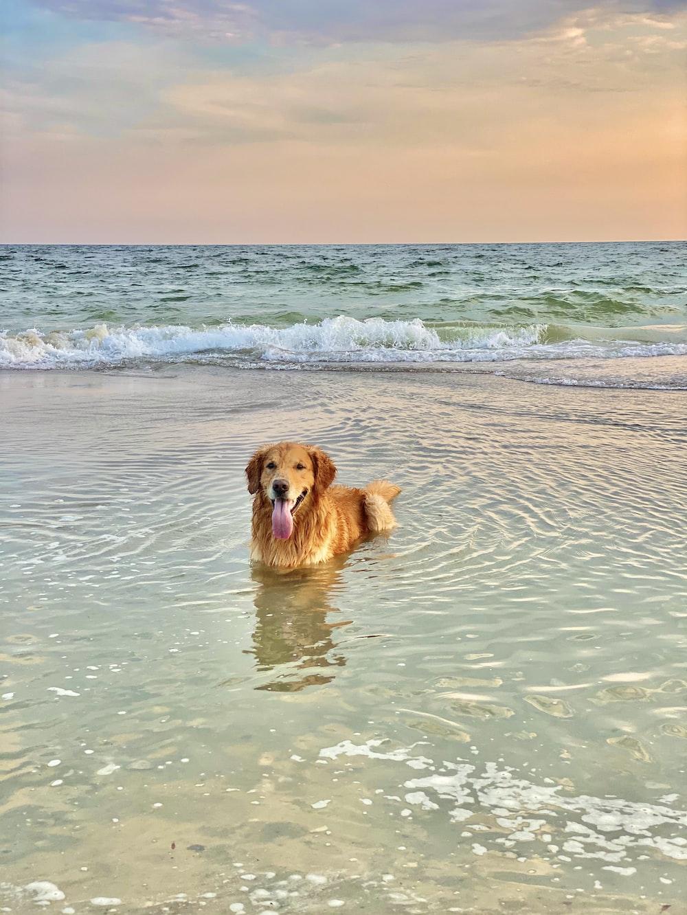 Brown Short Coated Dog On Body Of Water During Daytime Photo