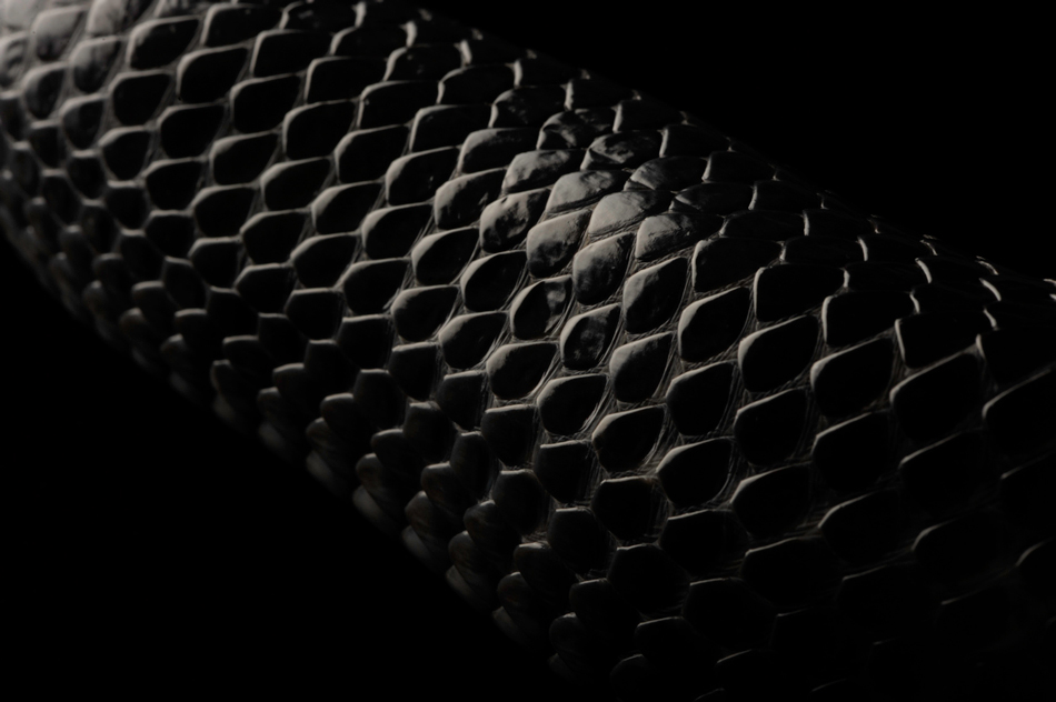 Black Snake Skin Wallpaper - WallpaperSafari