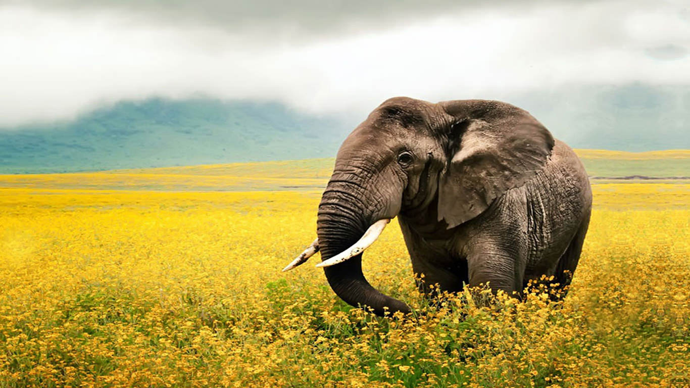 Best HD Elephant Wallpaper Creatives