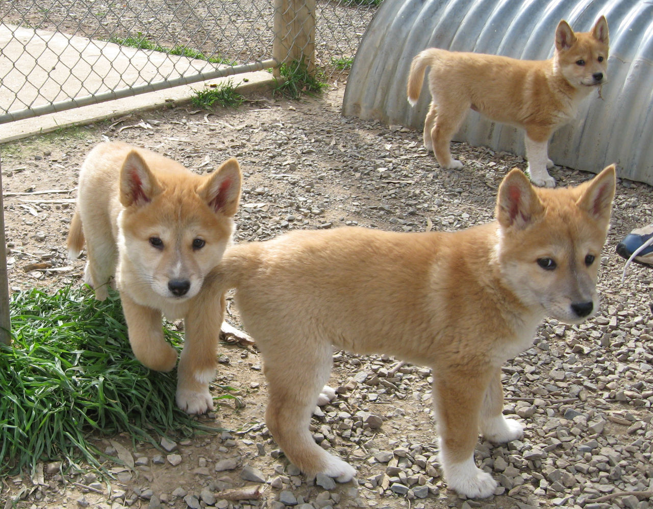 Dingo Image Gorgeous Pups HD Wallpaper And