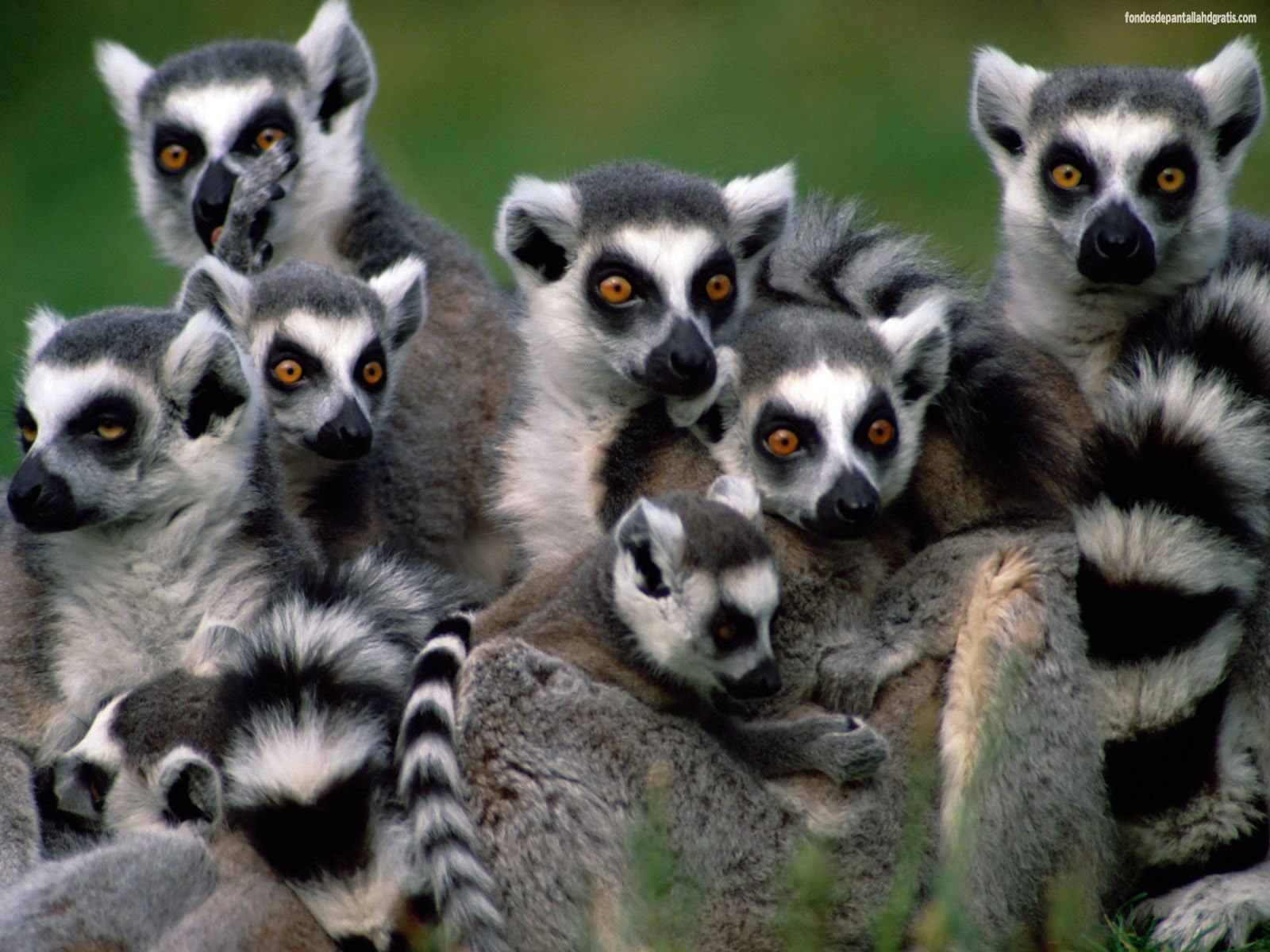 Descargar Imagen Madagascar Lemurs Wallpaper HD Widescreen Gratis
