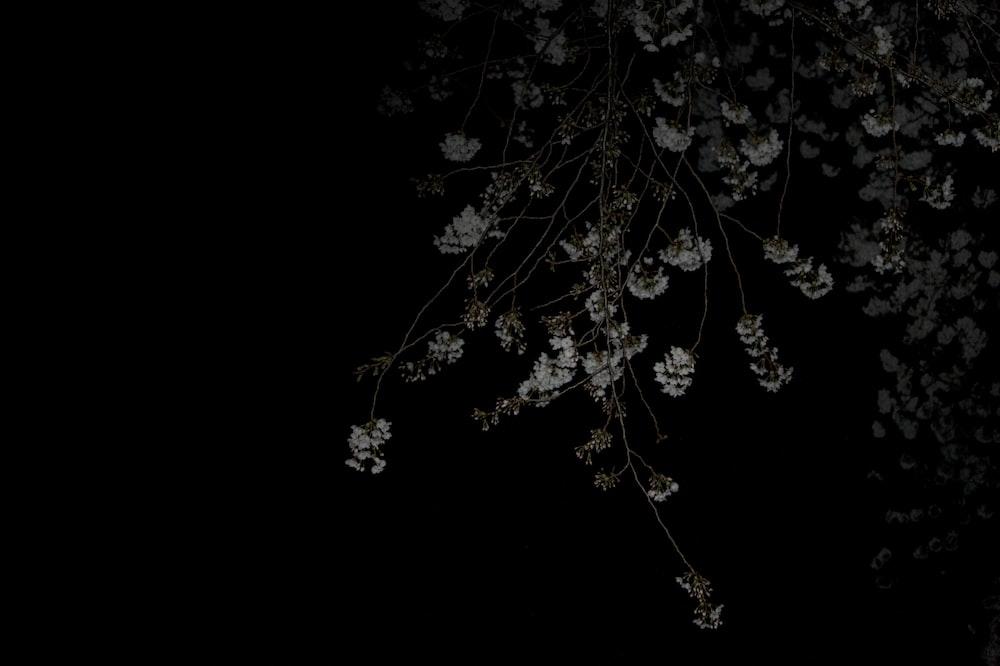 A tree with white flowers in the dark photo Free Tokyo Image on