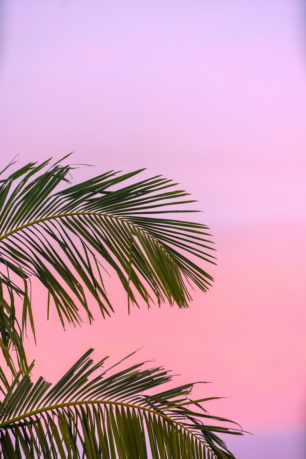 Palm Tree Wallpapers Free HD Download [500 HQ]