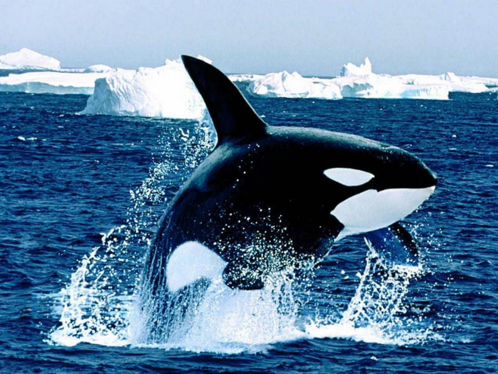 Orca Whales Wallpaper