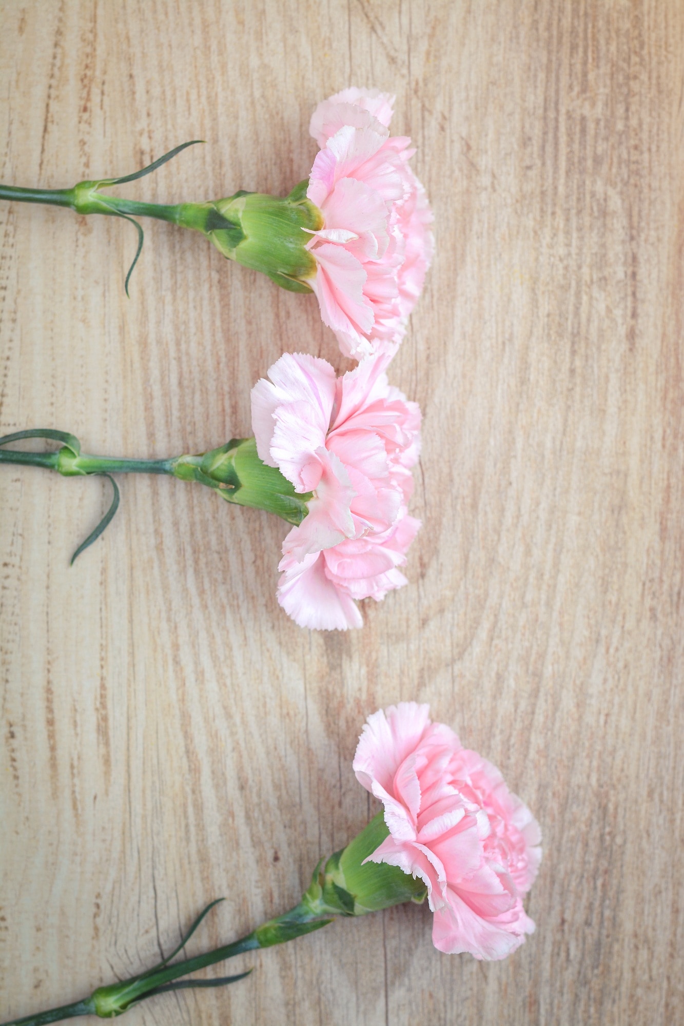 Pink Carnation Flowers Image