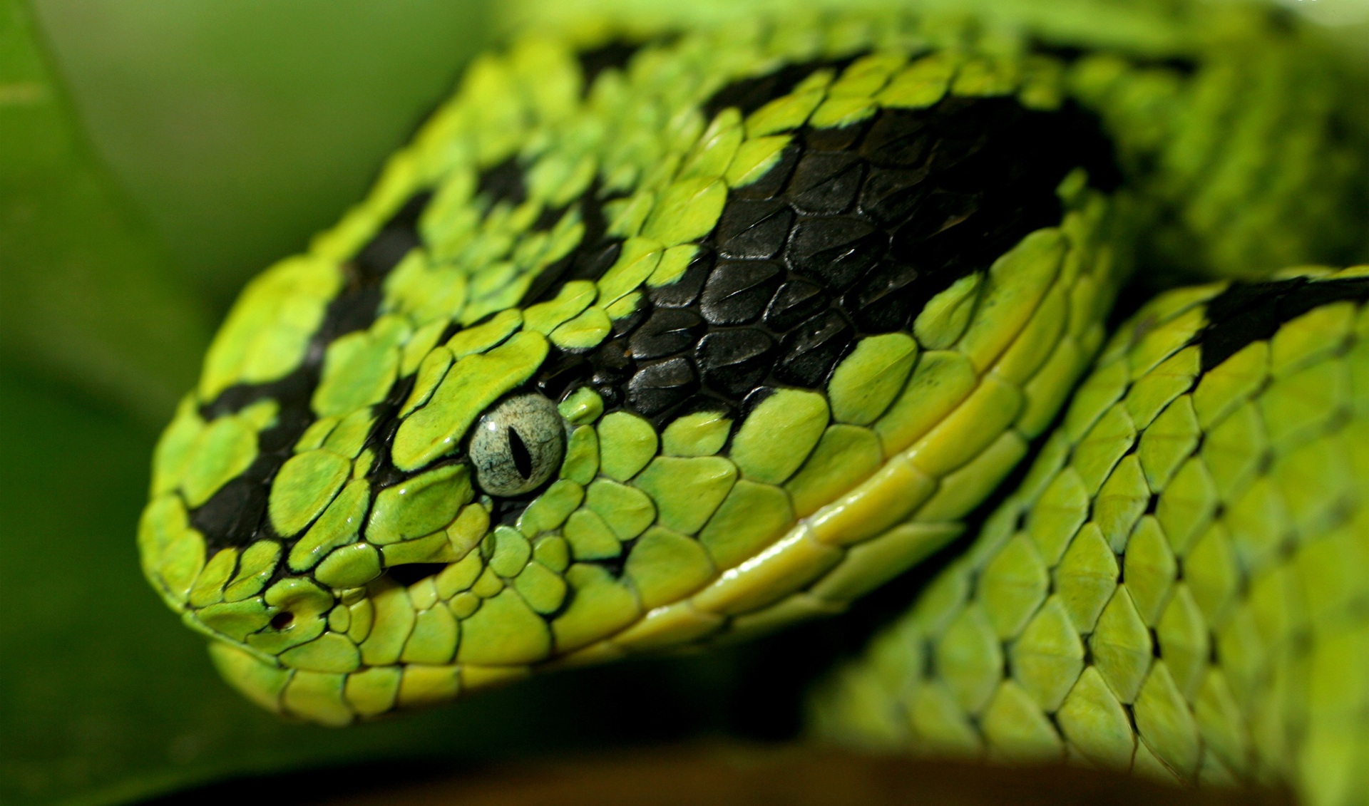 Big Snakes Wallpaper Desktop Pics Of Really