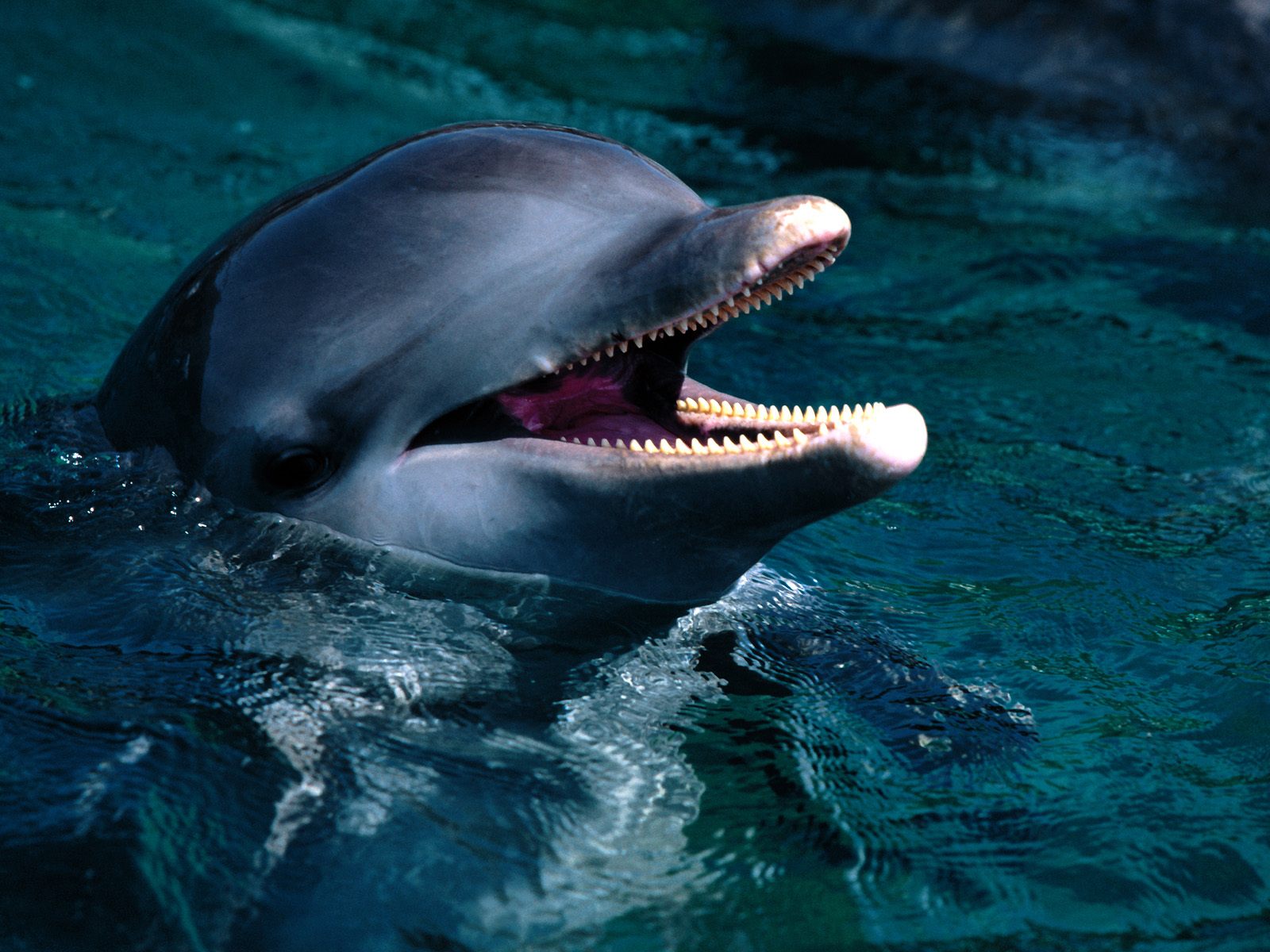 Dolphin Wallpaper Screensavers Pictures