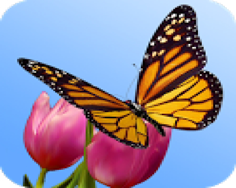 Butterfly Garden Wallpaper Android T L Charger 3d