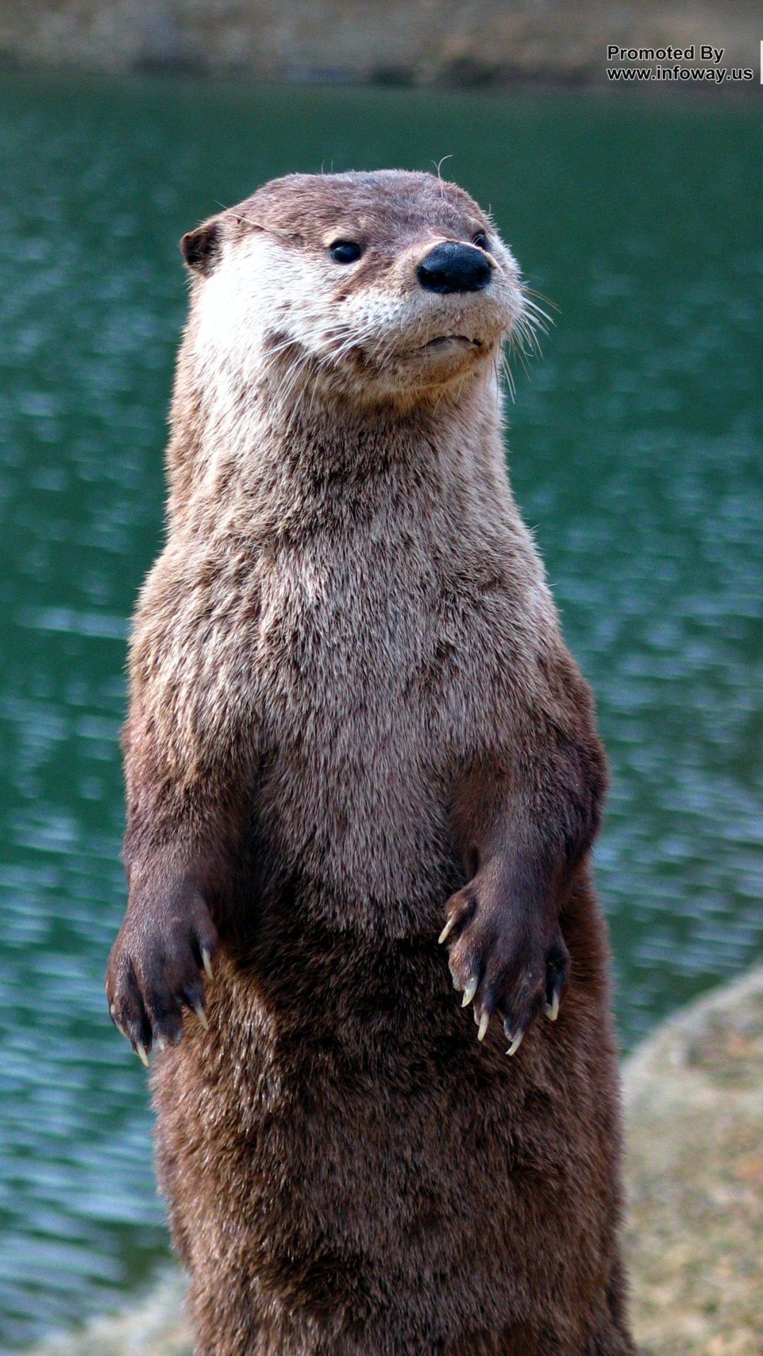 Otter Wallpaper For Your Desktop Mobile