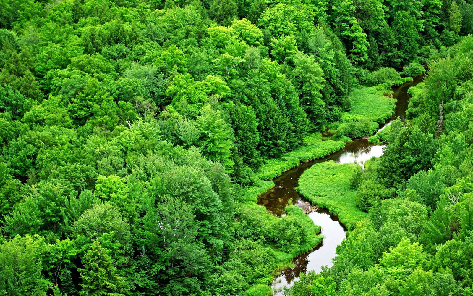 Best Wallpaper Green Nature Forest