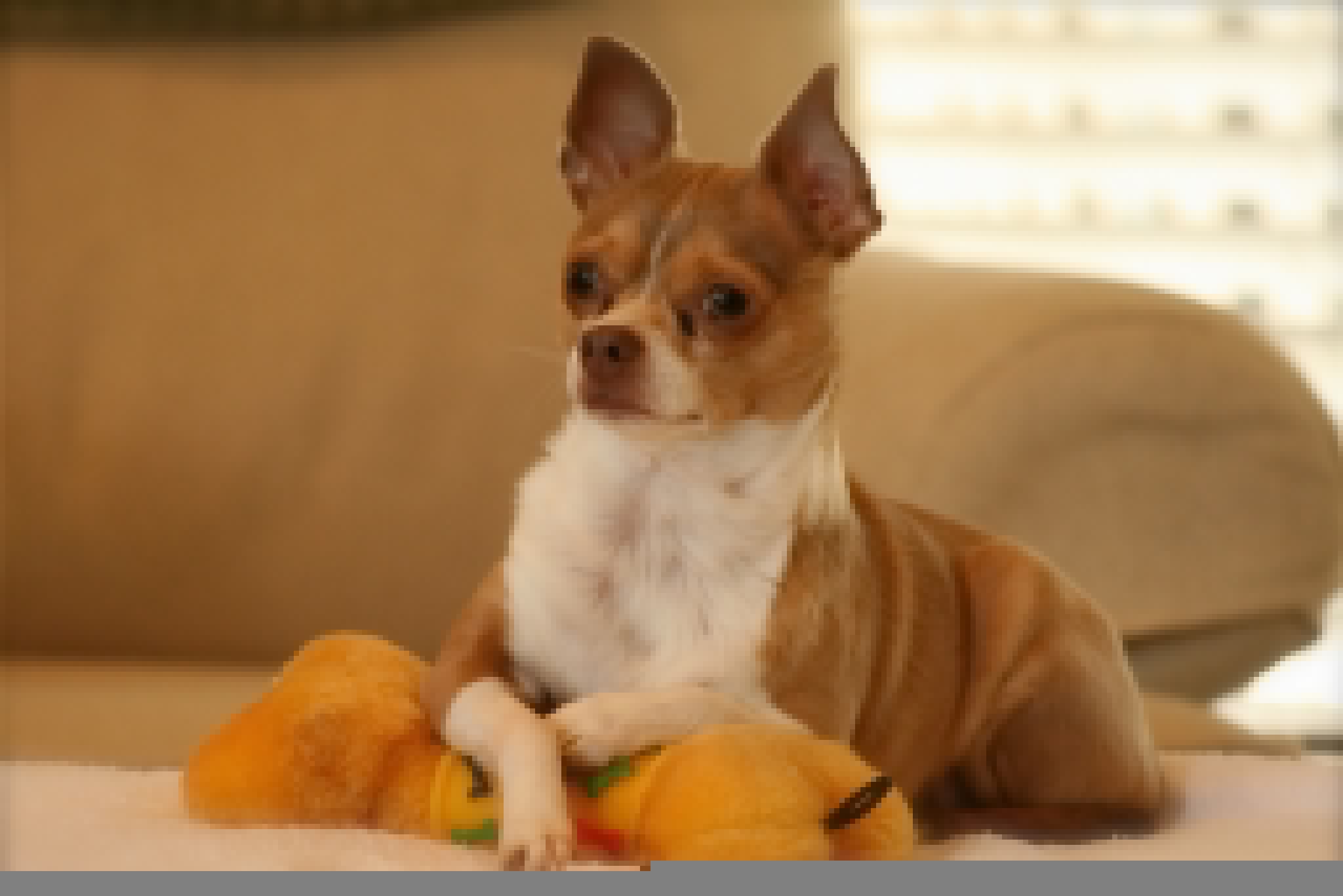 Wallpaper Chihuahua Dog Toy Posing
