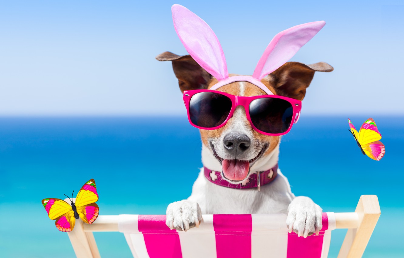 Wallpaper Beach Butterfly Dog Glasses Happy Funny