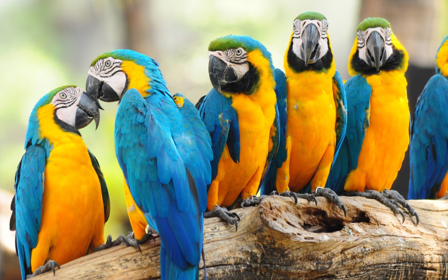 Macaw Parrots Desktop Background Wallpaper