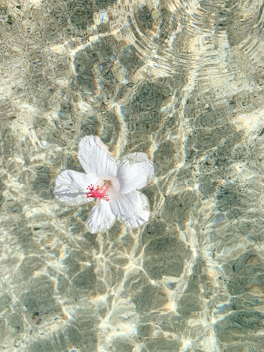 Hibiscus Obsessed Wallpaper