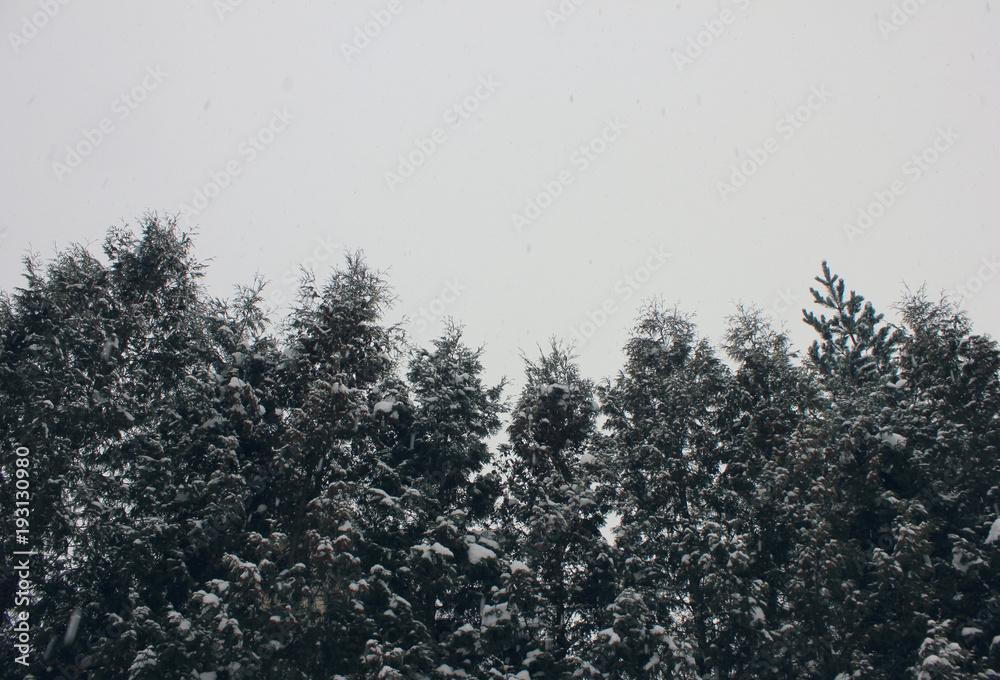Mist Forest Trees Vintage Winter Nature Landscape on Empty Sky