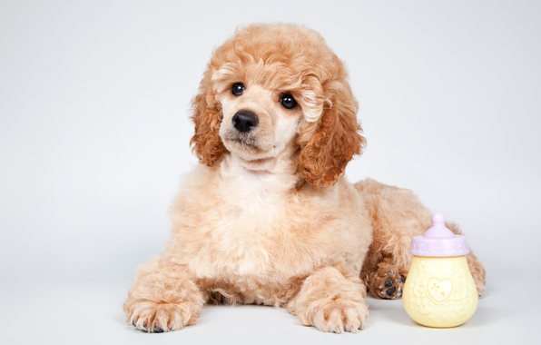 Wallpaper Poodle Puppy Cute Dog