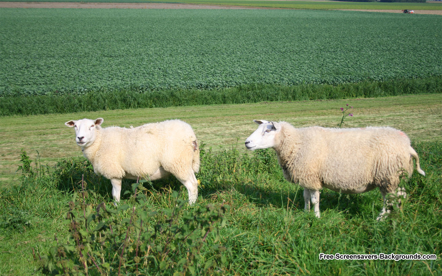 sheeps 1440x900