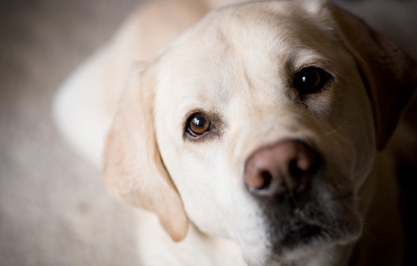 Dog Golden Labrador Retriever Muzzle Eyes Nose Wallpaper