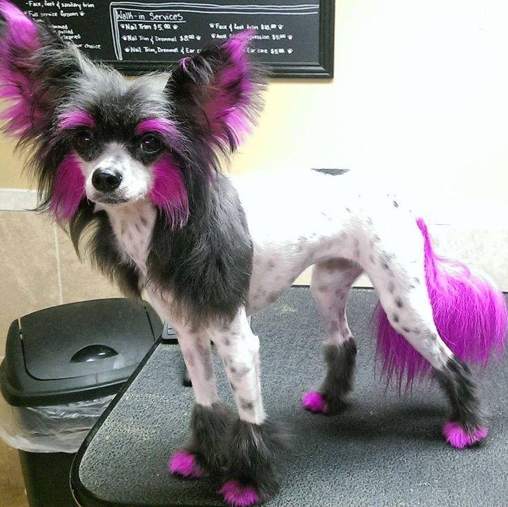 1000 images about Chinese Crested dogs onChinese