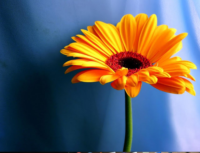 Beautiful Sunflower Wallpaper Find Photos