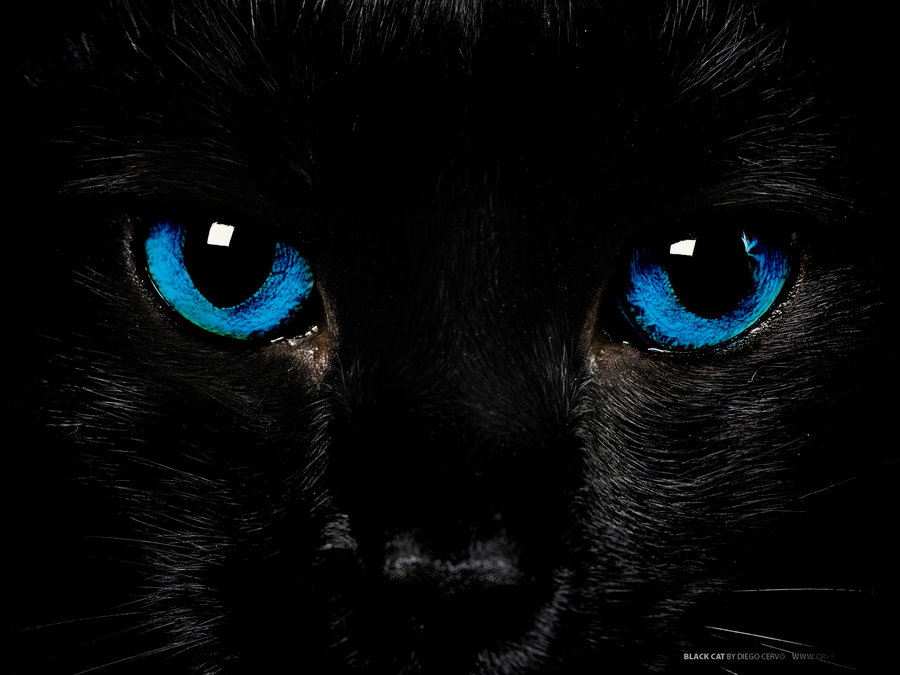 Black Cat With Blue Eyes By Etsong