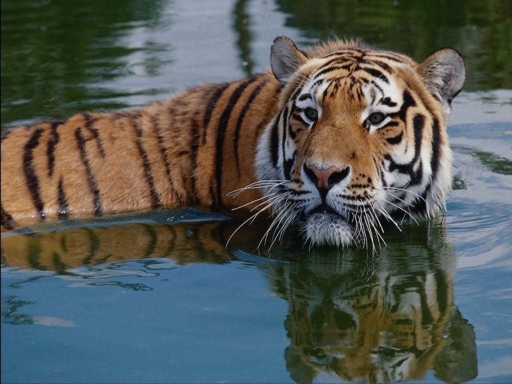 Tiger In Water Wallpaper