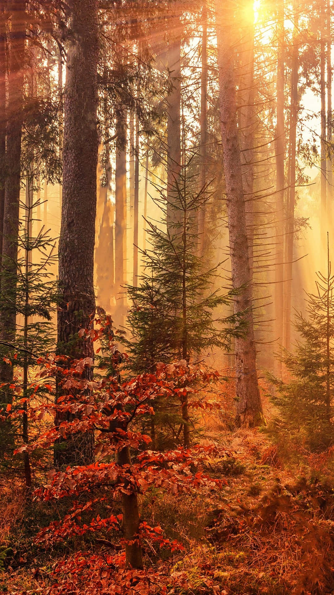 A Beautiful Autumn Scene Captured With The Power Of An iPhone Wallpaper