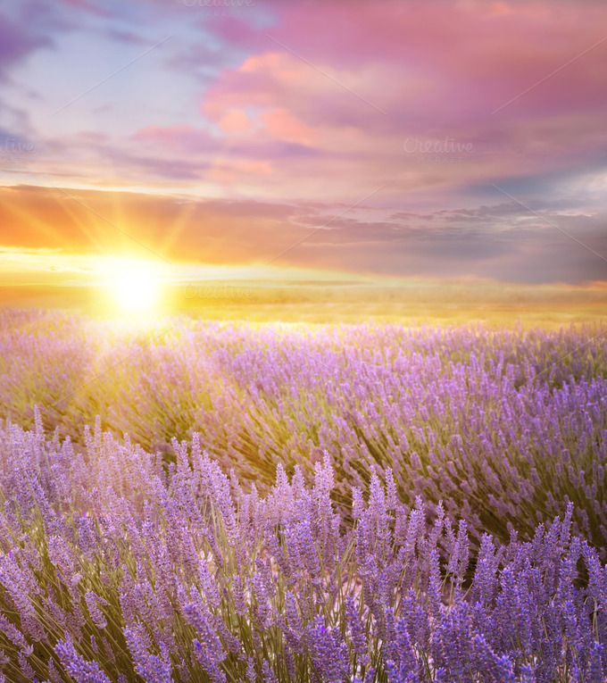 Sunset Sky Over A Lavender Field Wallpaper