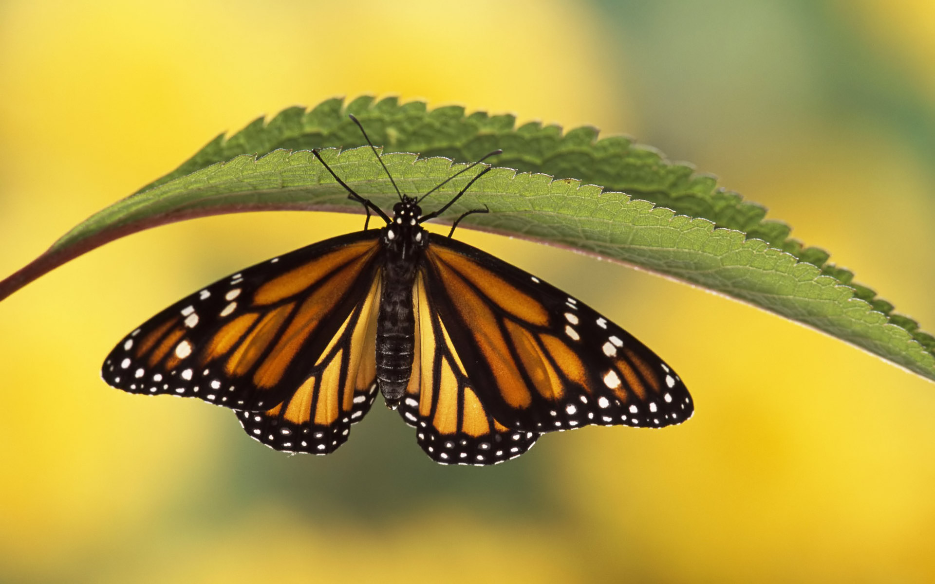 A monarch butterfly with vibrant orange and black wings resting on a green leaf against a blurred yellow background