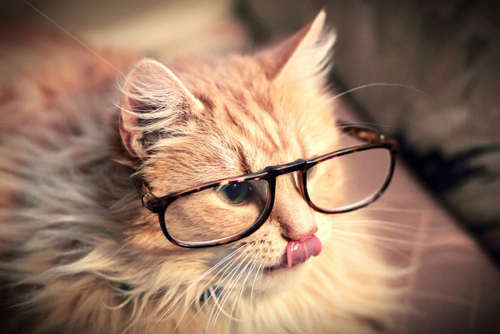 Cats Wearing Glasses Jpg