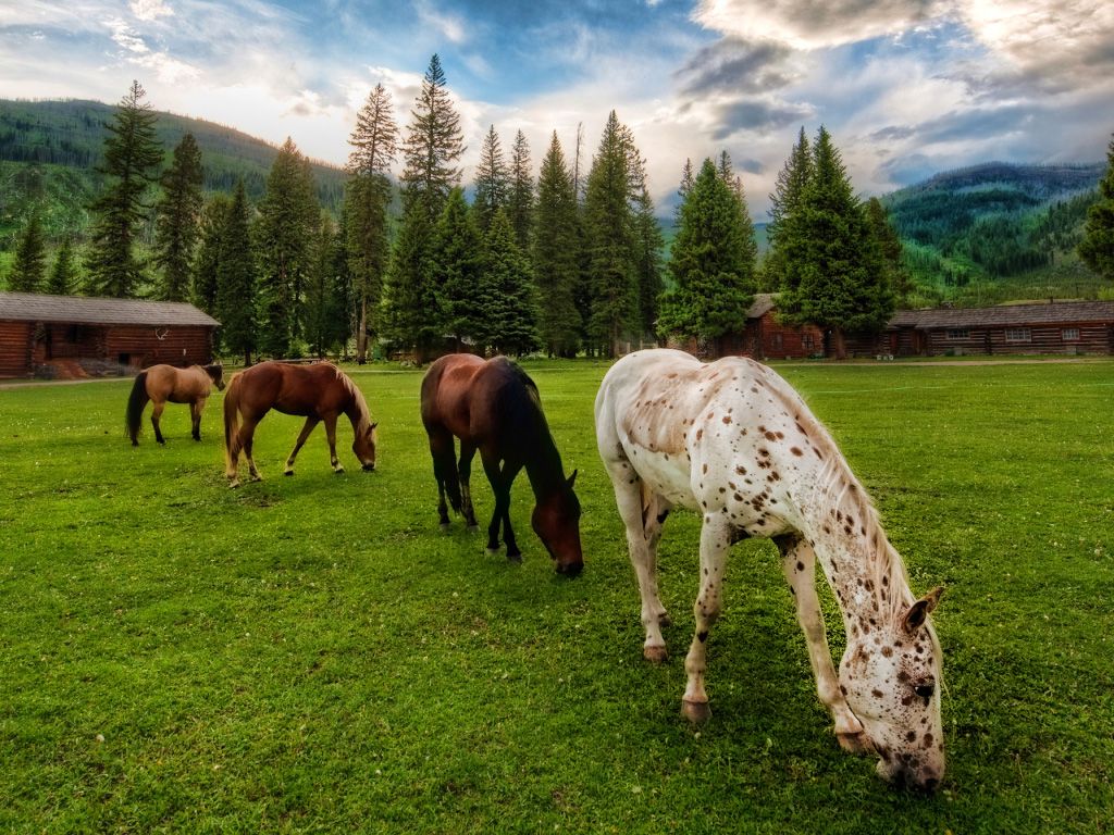 Wallpaper Archive Four Horses Grazing Country Background