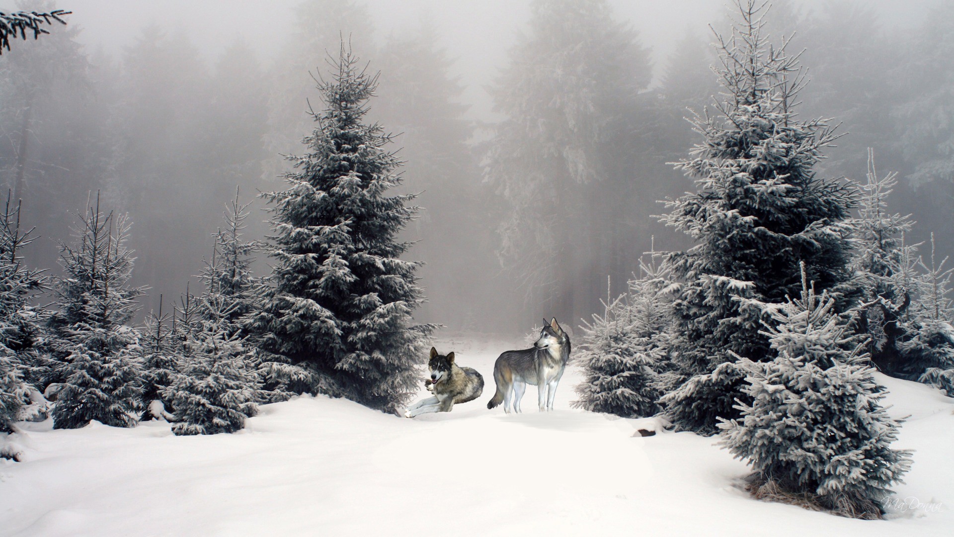 Wolves In Winter Woods Wallpaper