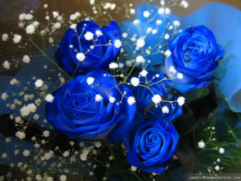 Wallpaper Blue Roses