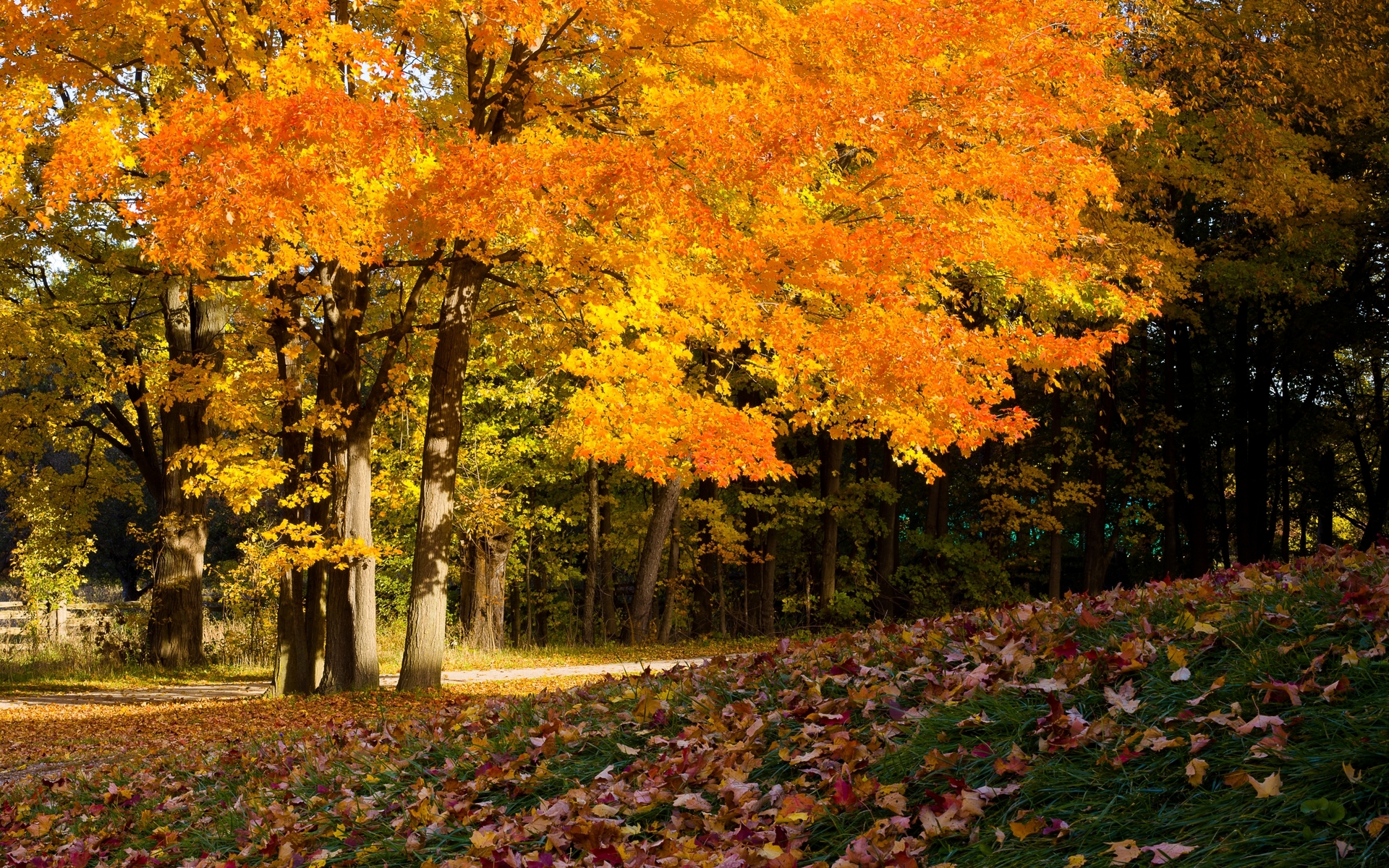 Trees Wallpaper Leaves Cover Fall Ahead Autumn Colors HD Desktop