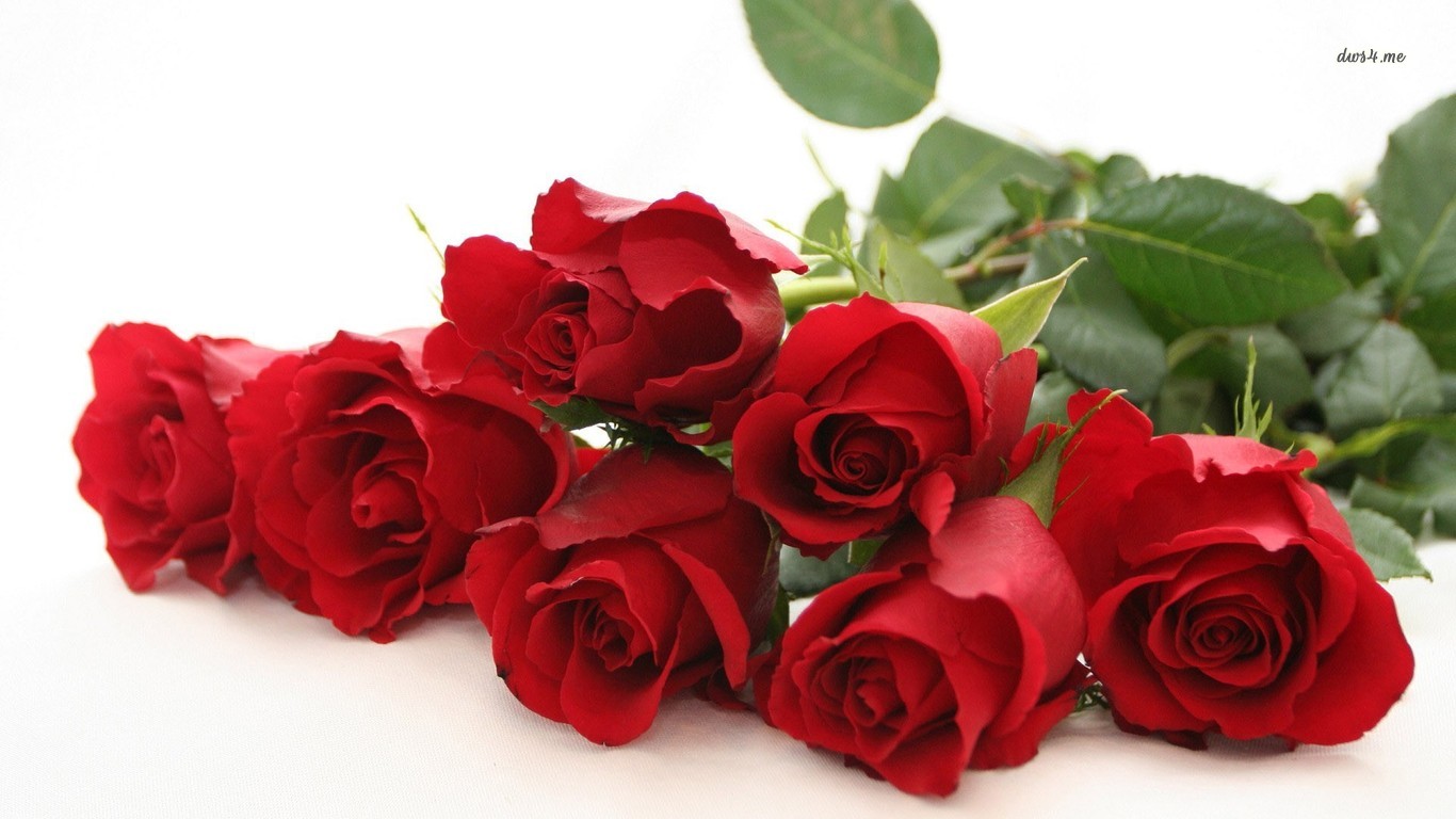 Free Download Red Roses Wallpaper Flower Wallpapers 7324 1366x768 For Your Desktop Mobile Tablet Explore 76 Red Rose Flower Background Rose Flowers Wallpapers Red Flower Wallpaper 3d Red Roses Wallpaper - beautiful red rose flowers pictures roblox