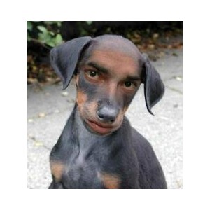 Myxer Wallpaper Freaky Dog Man Face Polyvore