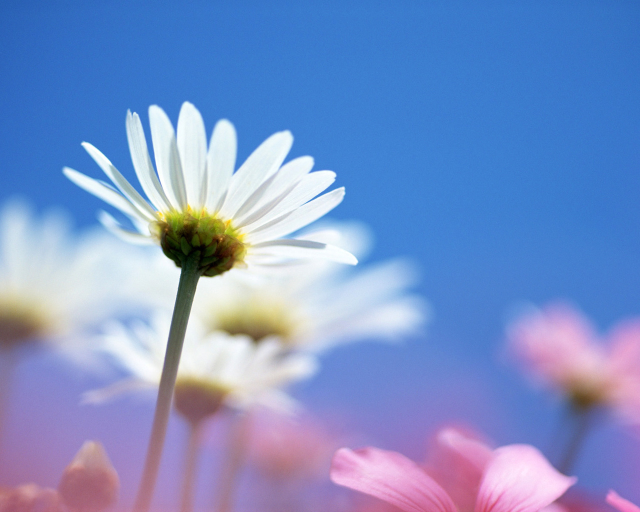 Bright White Flower Wallpaper