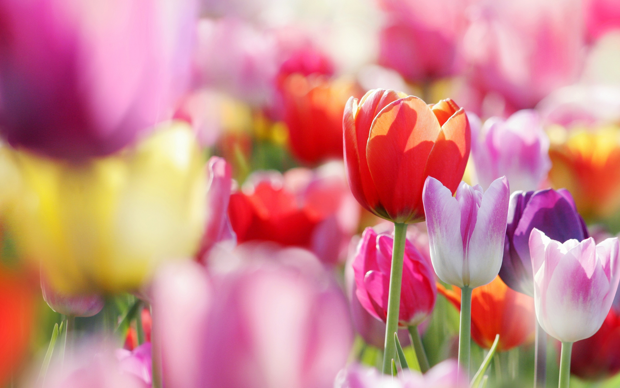 Spring Flowers Tulips Wallpaper HD Widescreen