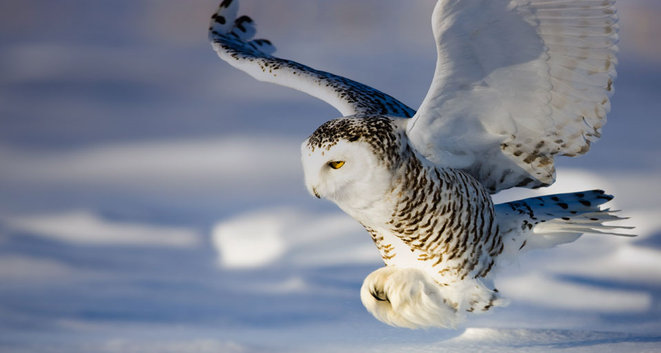 Snowy Owl In Flight Canada Theo Allofs