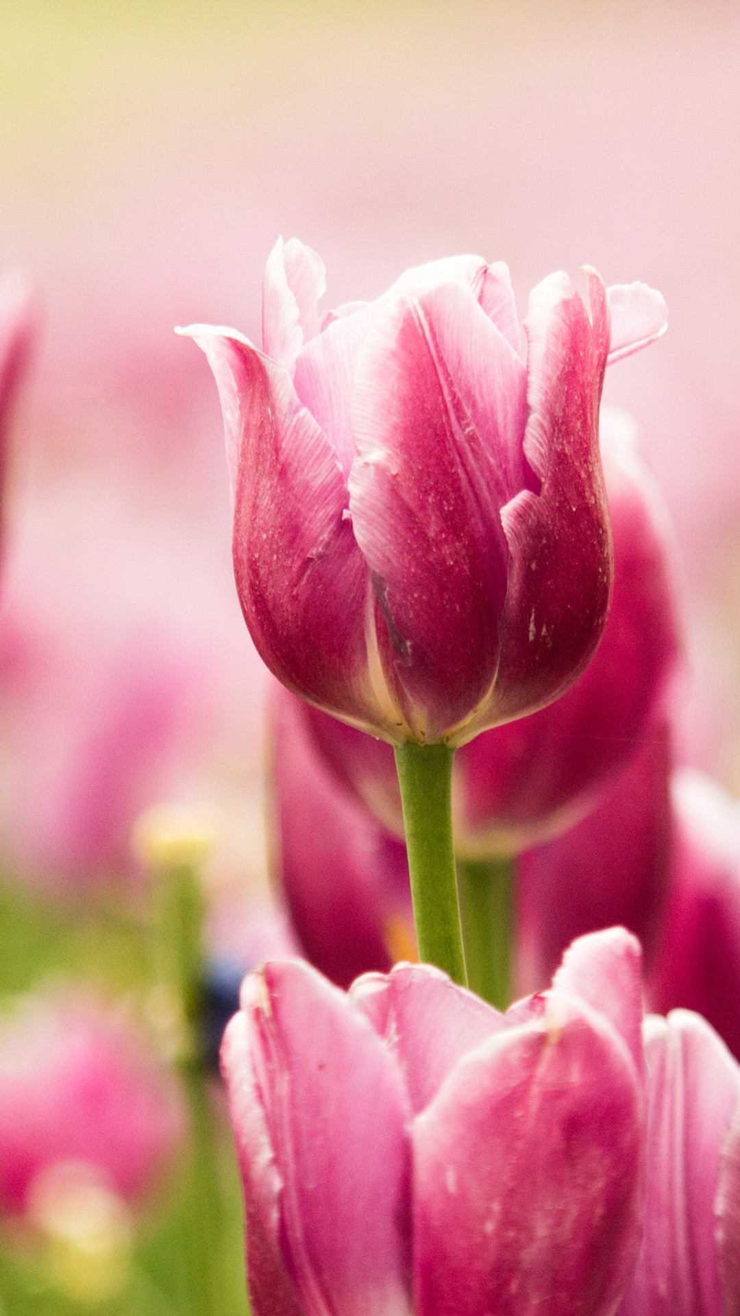Tulip Wallpaper For iPhone X