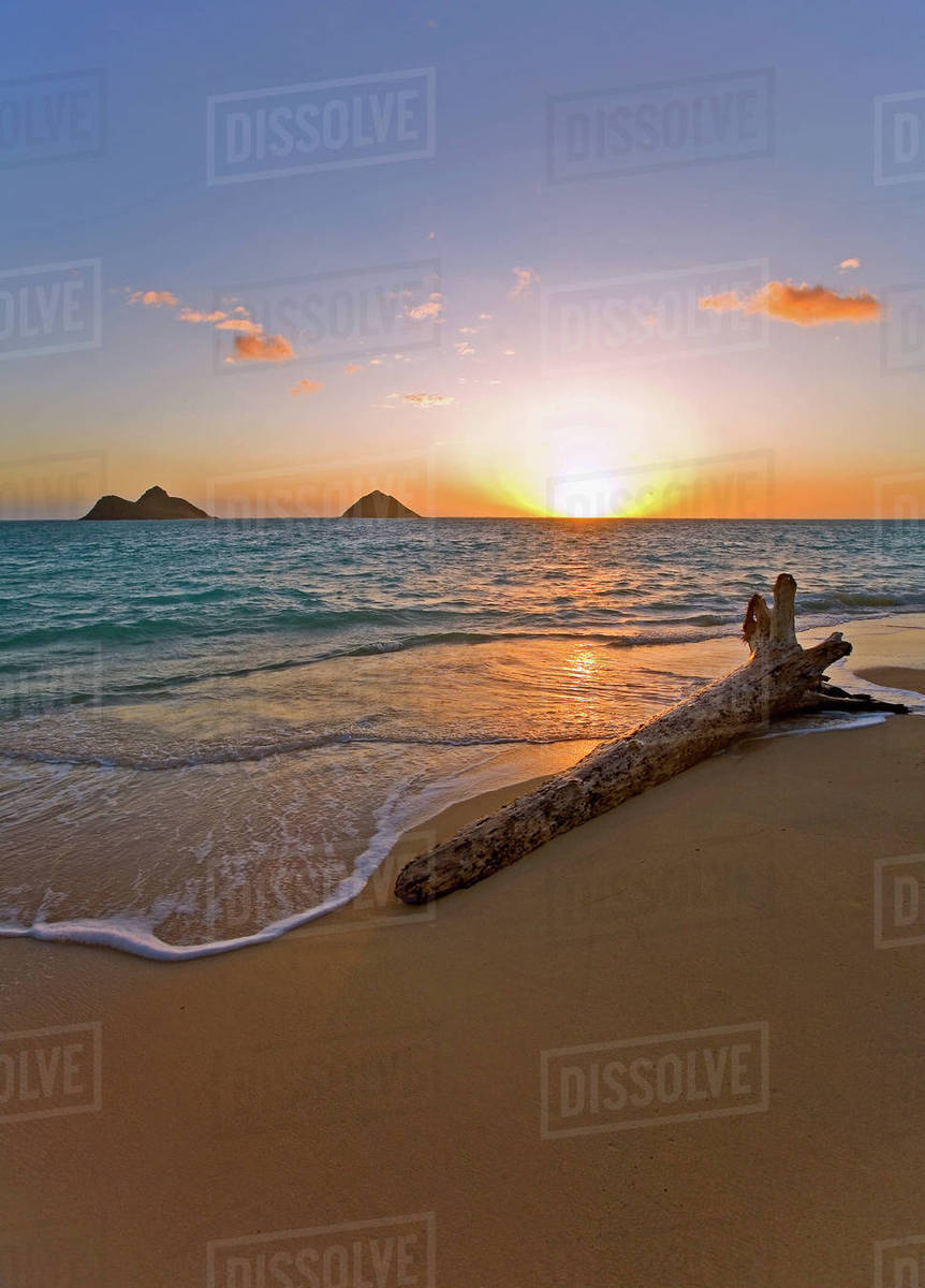 Usa Hawaii Oahu Driftwood At Lanikai Beach With Mokulua Island