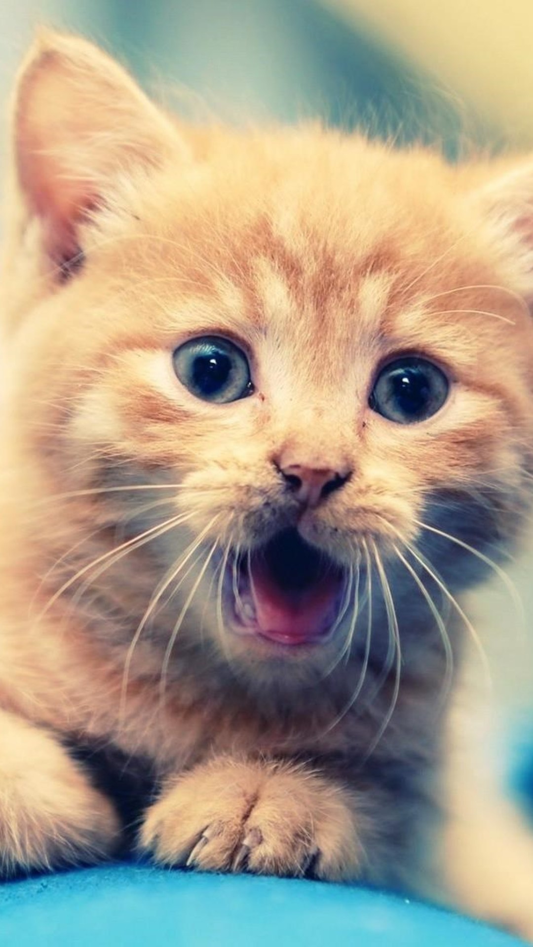 Cat Animals Cute For iPhone Wallpaper