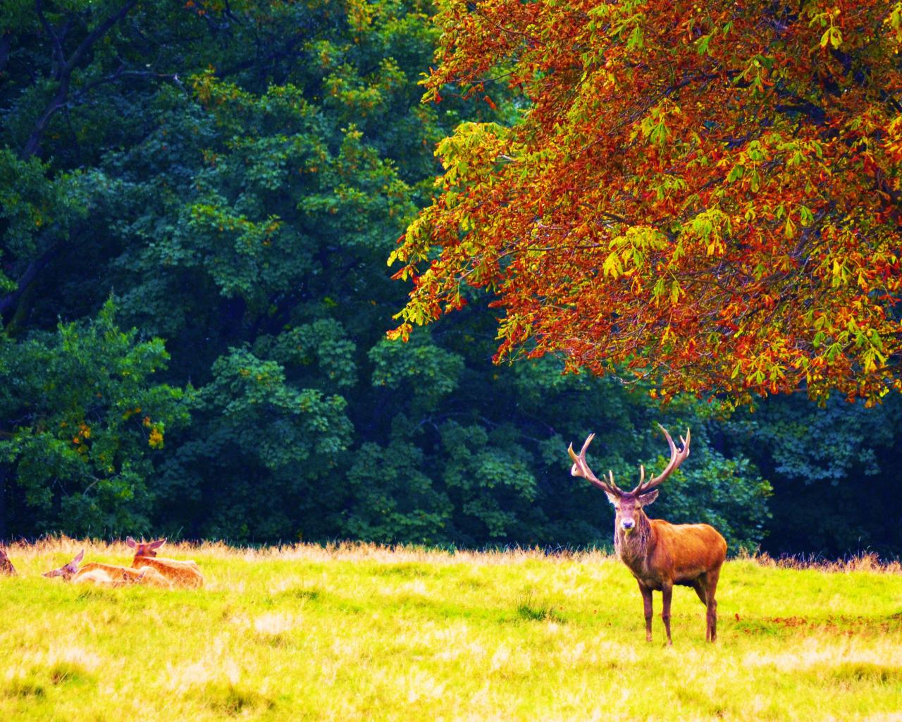 Deer In Autumn High Quality And Resolution Wallpaper On