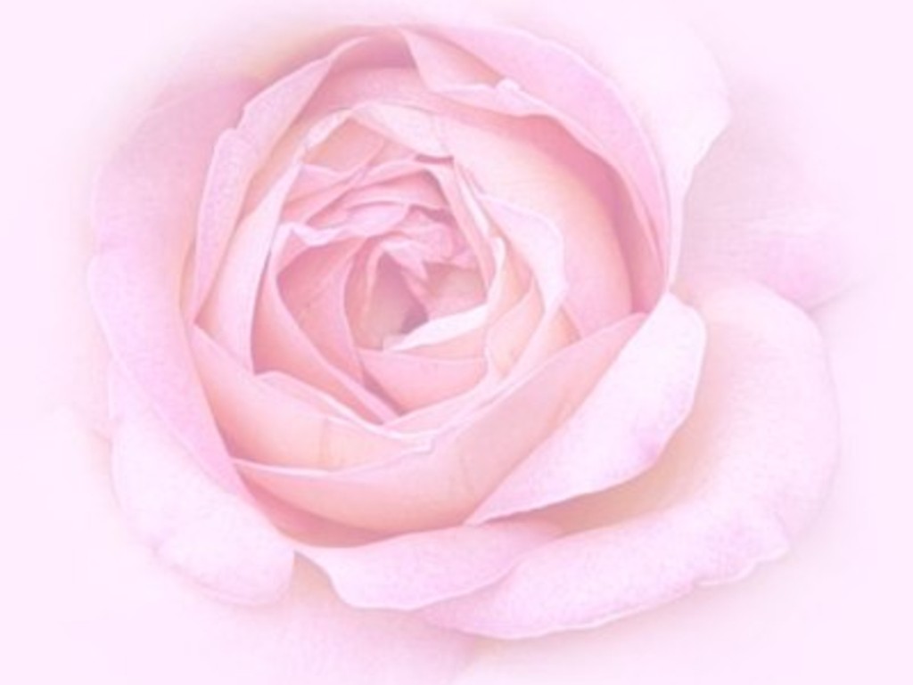Pink Rose Wallpaper HD In Flowers Imageci