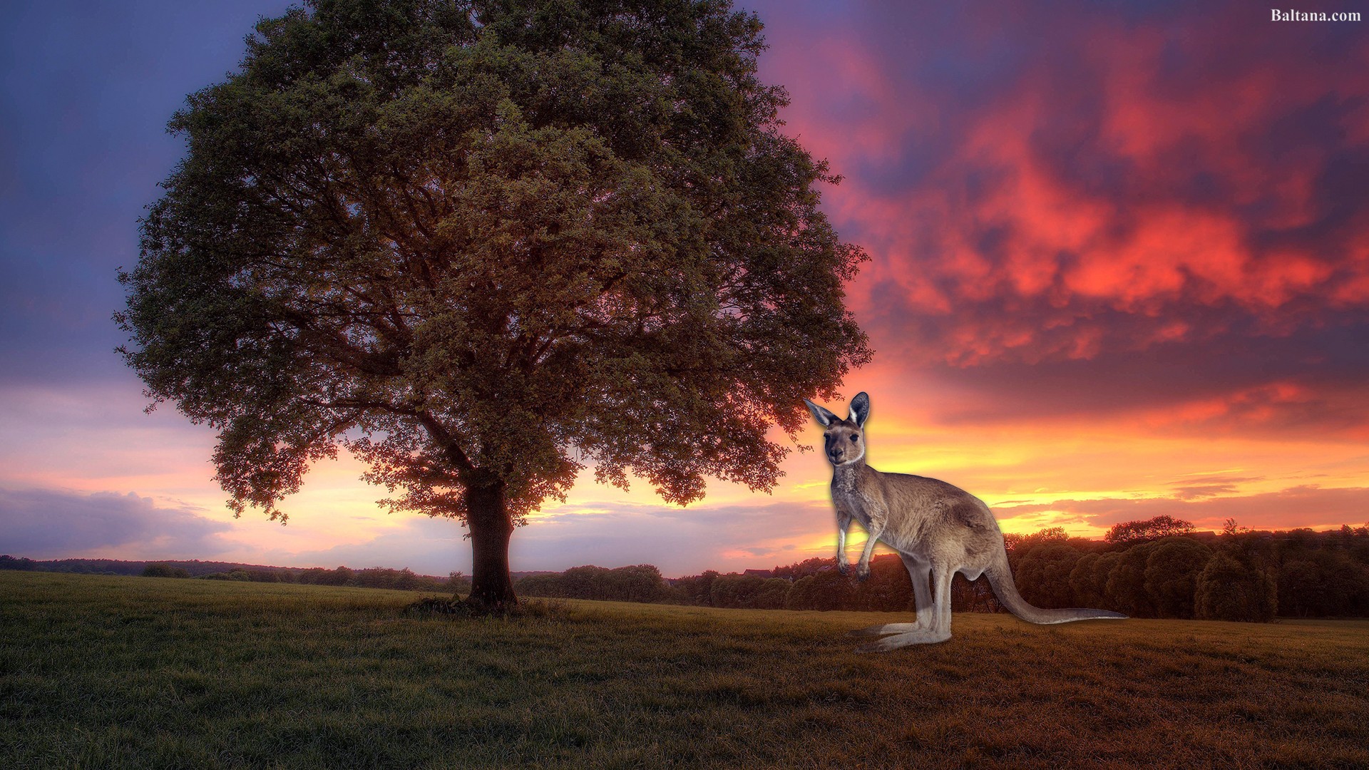 Kangaroo Wallpaper HD Background Image Pics Photos