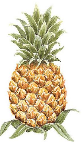 Gold Pineapple Wallpaper