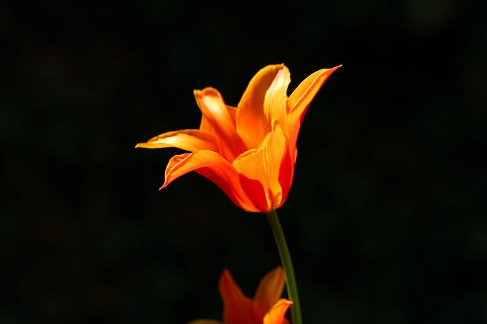 Orange petaled flower photo Free Single Image on