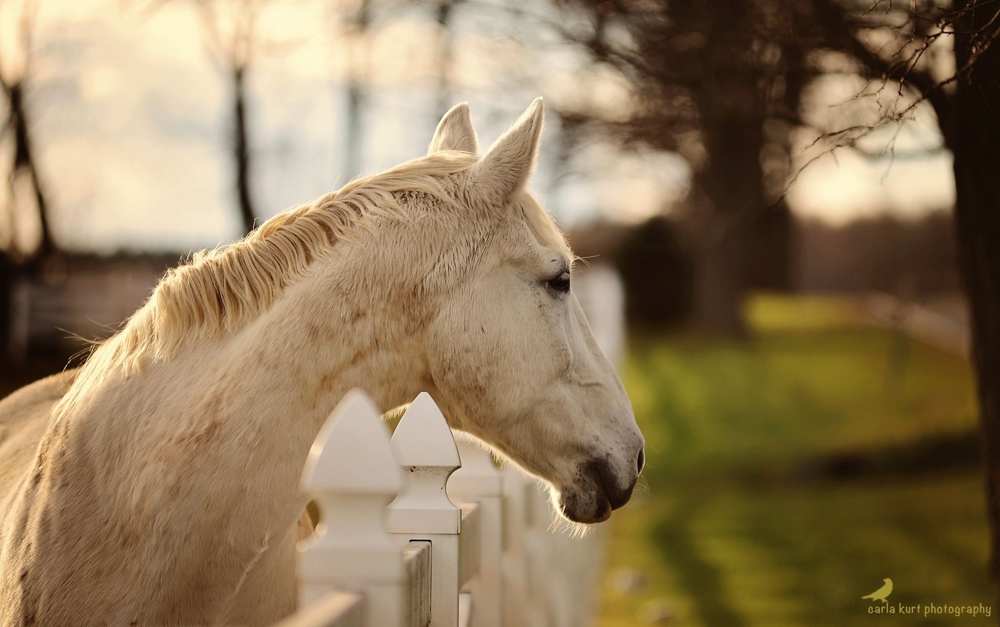 Horse Face Wallpaper