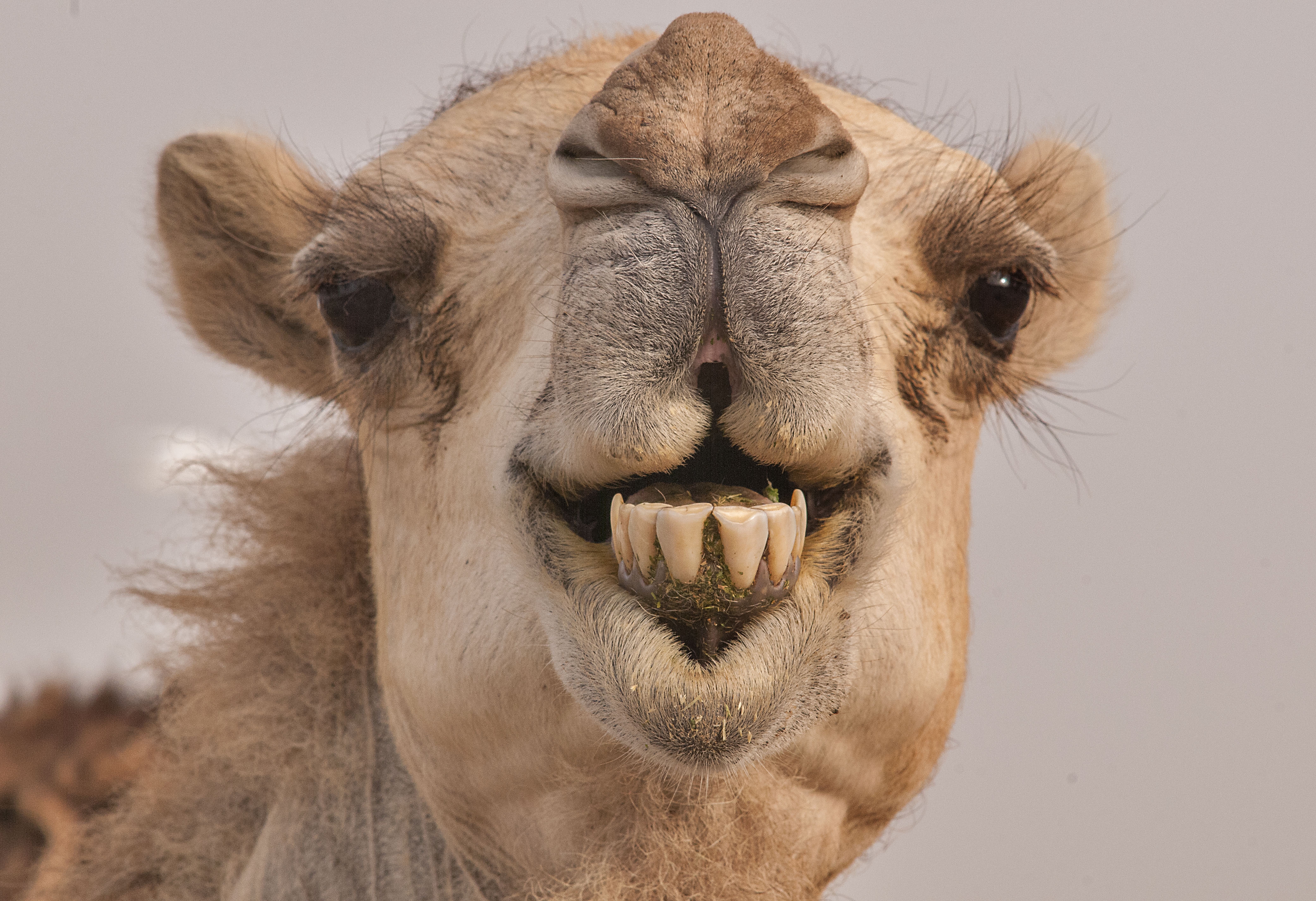 Camel Wallpaper Image Photos Pictures Background